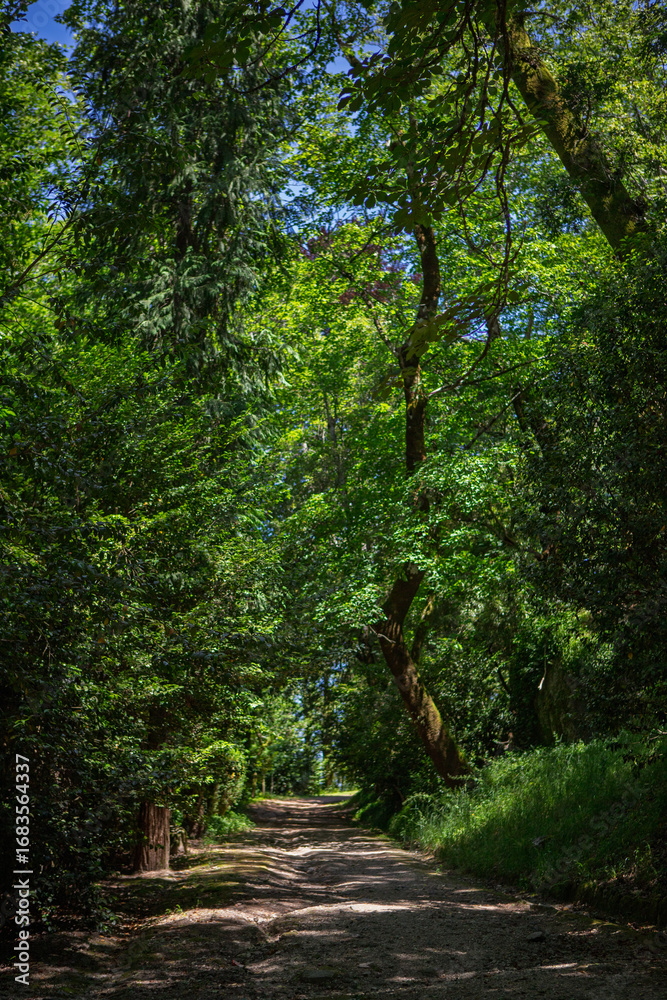 Obraz premium Path in the forest