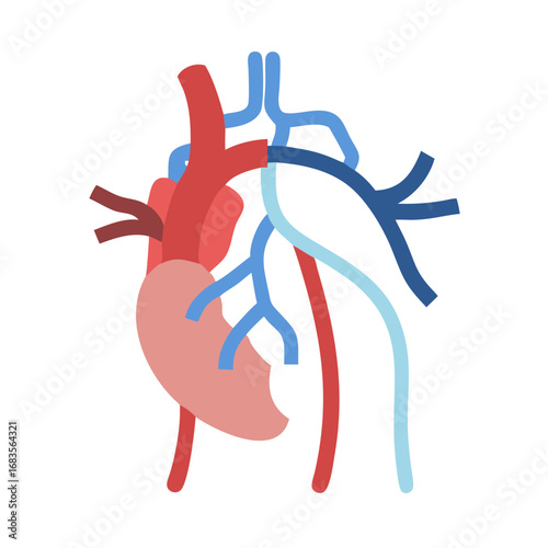 Illustration of human heart and circulatory system on black backdrop
