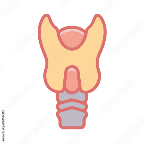 Illustration of the thyroid gland and trachea anatomy