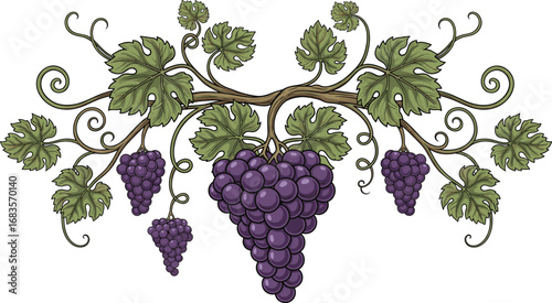 Detailed Colored Grapevine Branch with Purple Grape Clusters and Green Leaves – Hand-Drawn Vintage Style Vector for Wine, Nature, and Botanical Designs