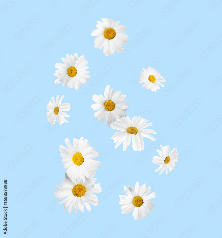 Obraz premium Beautiful chamomile flowers falling on light blue background