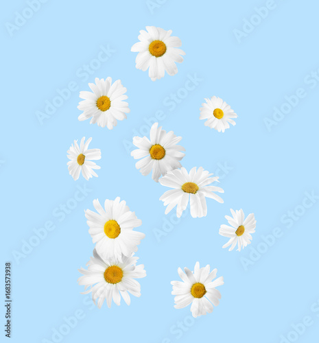Beautiful chamomile flowers falling on light blue background