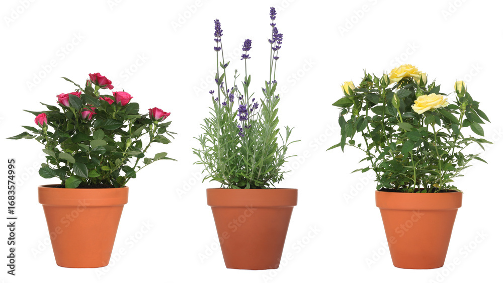 Naklejka premium Beautiful potted flowers isolated on white, set