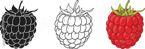 Vector illustration of raspberry fruit in three styles: black silhouette, detailed line art, and vibrant full-color version for creative and commercial design projects.