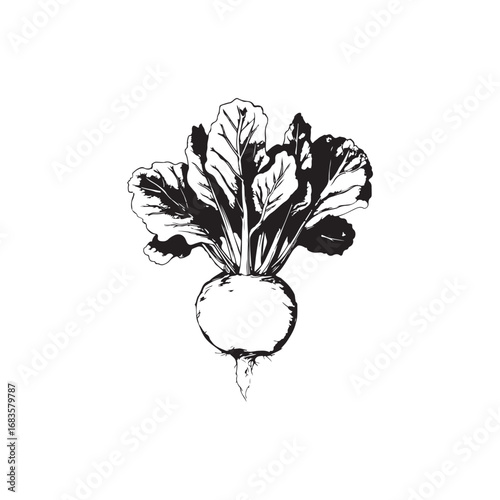 Kohlrabi Vector (1).eps
