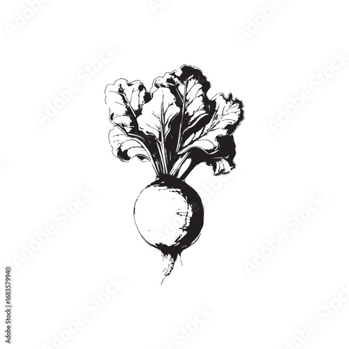 Kohlrabi Vector (2).eps