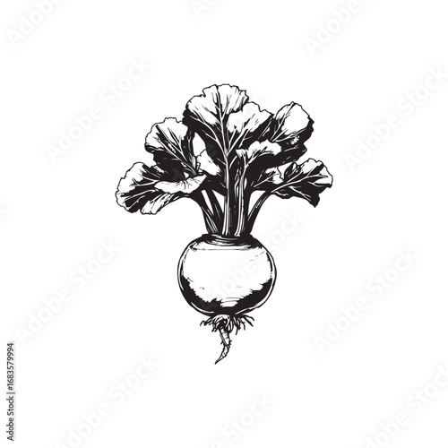 Kohlrabi Vector (3).eps