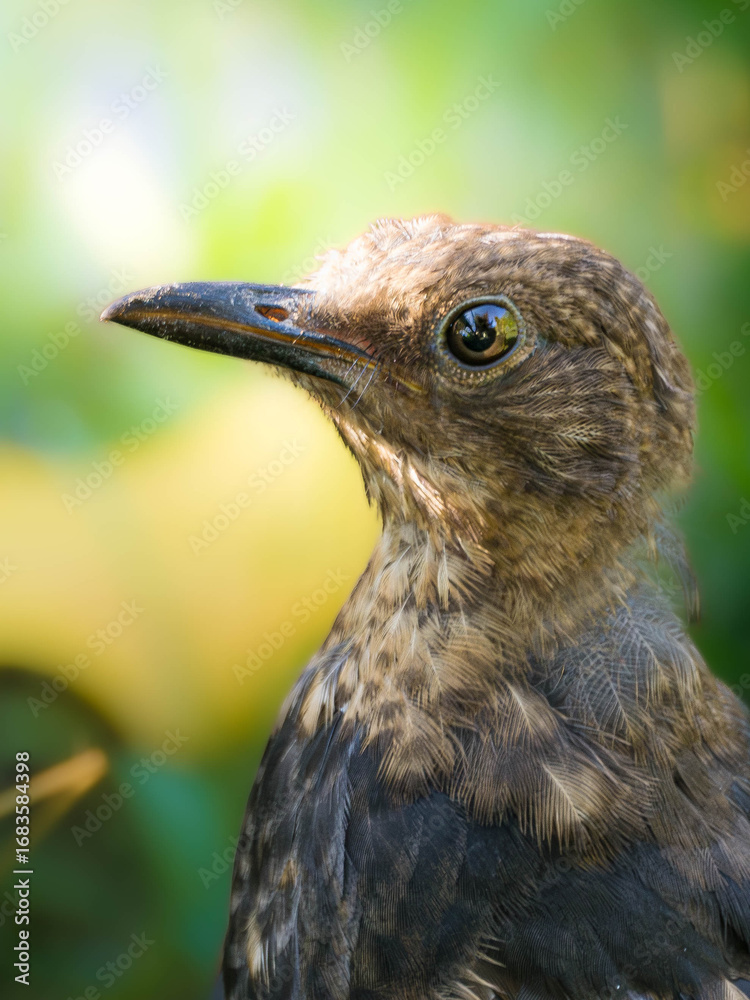 Fototapeta premium Close-up portrait of a wild bird with detailed feathers and bright eye, captured in natural habitat with blurred green background. Perfect for nature, wildlife, and ornithology concepts.