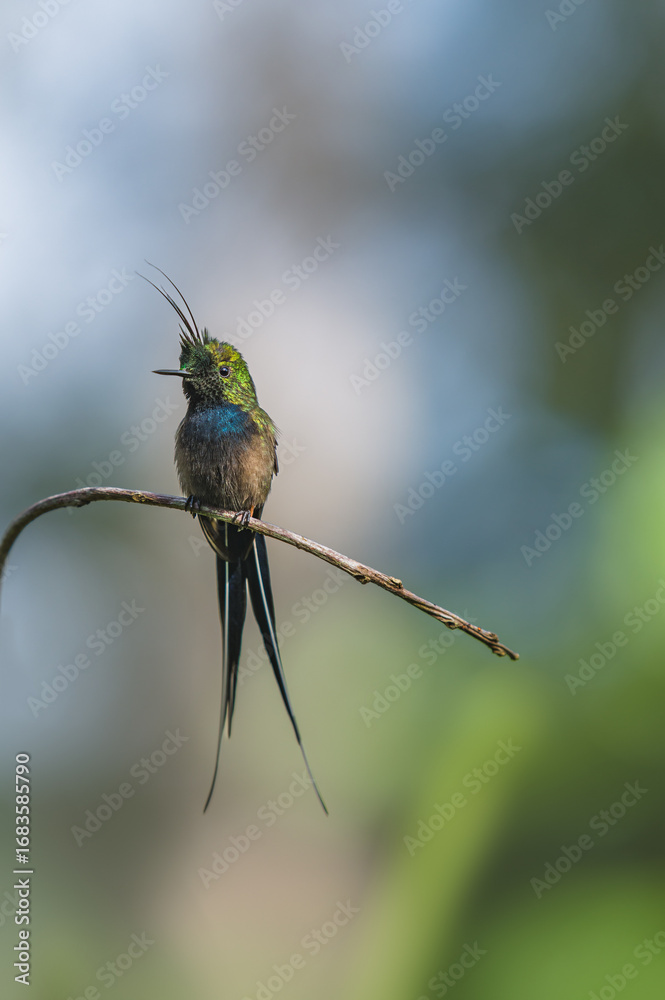 Fototapeta premium Portrait of male wire crested thorntail