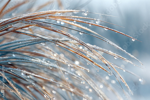 Frosty blades of grass glisten with dew in a serene winter scene, showcasing nature's beauty