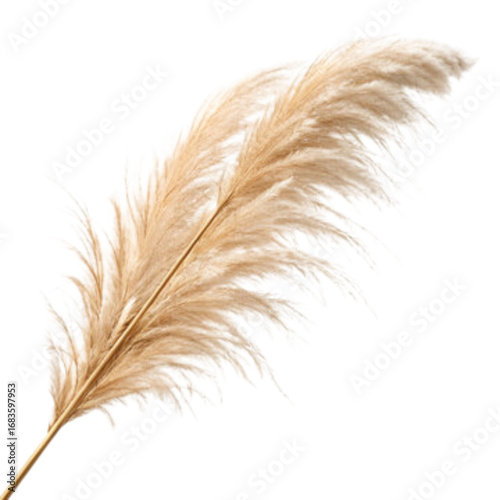 Pampas grass plume isolated on white background