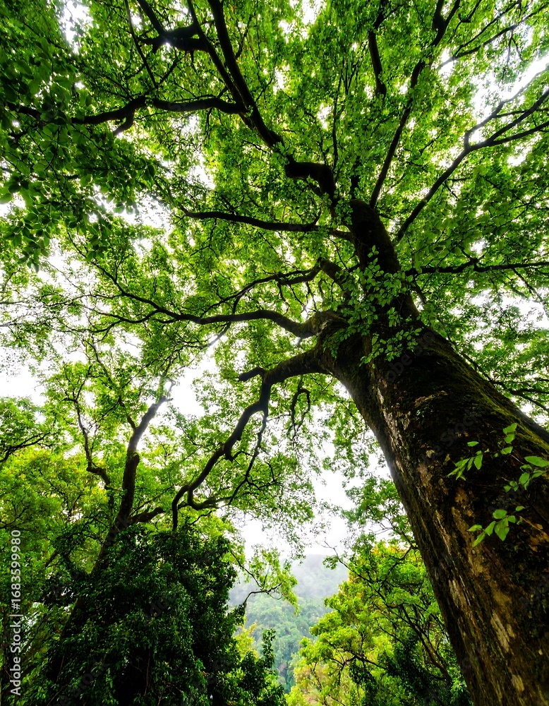Fototapeta premium Lush green canopy of a towering tree