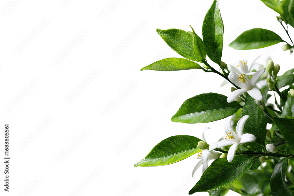 Fototapeta premium Close-up of a citrus blossom branch