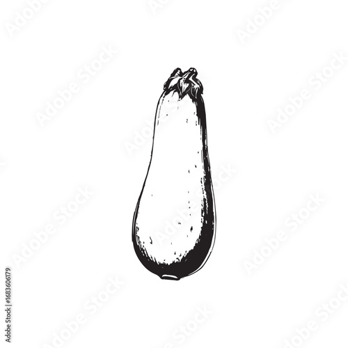 Zucchini Vector (4).eps