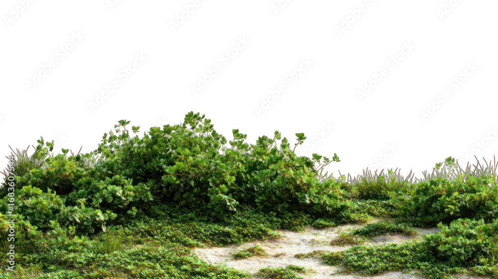 Obraz premium Lush greenery on a sandy path