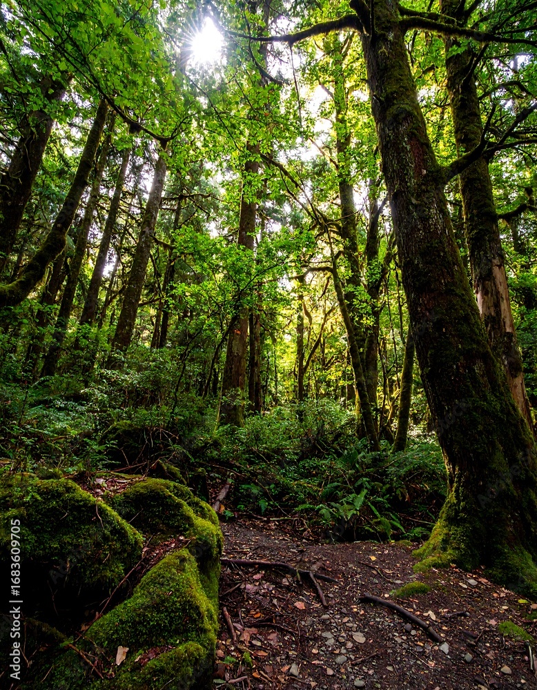 Fototapeta premium Lush forest interior with sunlight filtering through