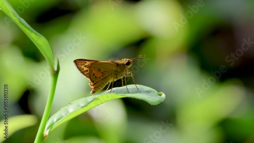 Small butterfly wings glowing softly on green leaf in 4k video.