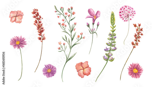 Blooming meadow and garden flowers clip art watercolor illustration on isolated background. Hand drawn flower head and on green stem. Floral element set for wedding textile, greeting card design.