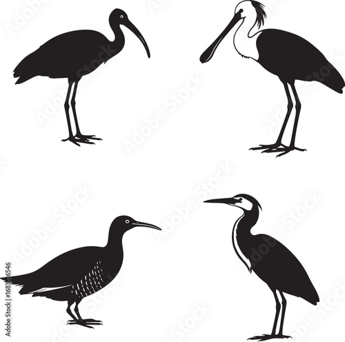 Black and white silhouette collection of various wading birds avian diversity representation