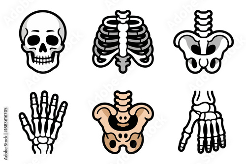 Human skeleton anatomy vector set, skull illustration, ribcage, pelvis, hand bones, medical diagram icons, skeletal system graphics