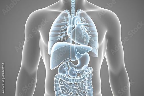 Detailed anatomical view of human torso organs including lungs heart liver and digestive system