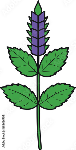 Anise hyssop plant vector illustration scalable herbaceous perennial botanical art transparent background