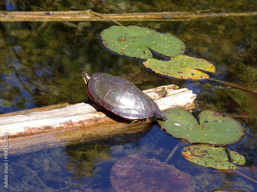 Wallpaper Mural Turtle sitting on trunk in the pond Torontodigital.ca