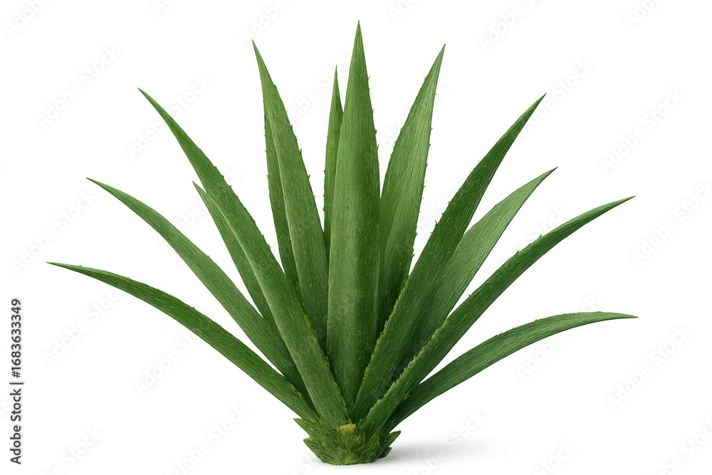 Fototapeta premium Lush green agave plant with long, spiky leaves, isolated on a transparent background, ready for compositing
