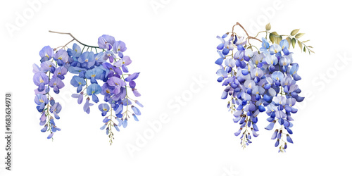 wisteria flower watercolor vector illustration