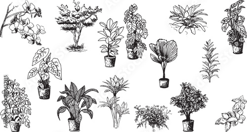 Vector Set of Hand-Drawn Houseplants and Potted Plants, Detailed and Diverse Collection