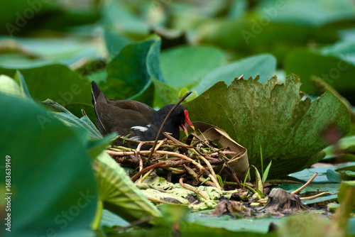 common coot bird making floating  nest 