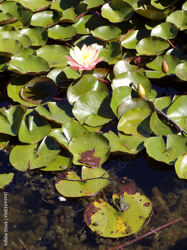 Wallpaper Mural Frog sitting on leaf in the pond Torontodigital.ca