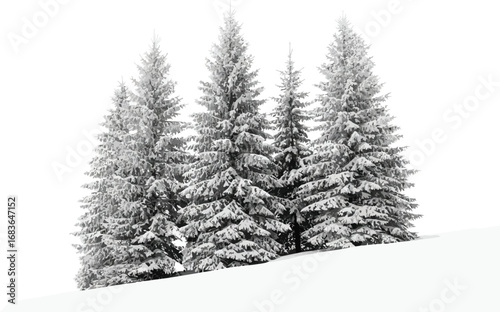 Snow covered evergreen trees stand on a hillside against a bright white sky