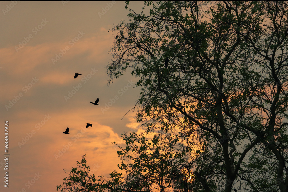 Fototapeta premium birds flying over the tree branches at twilight, view from the ground 