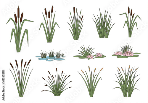 Collection of freshwater wetland plants and reeds for digital design and illustration projects