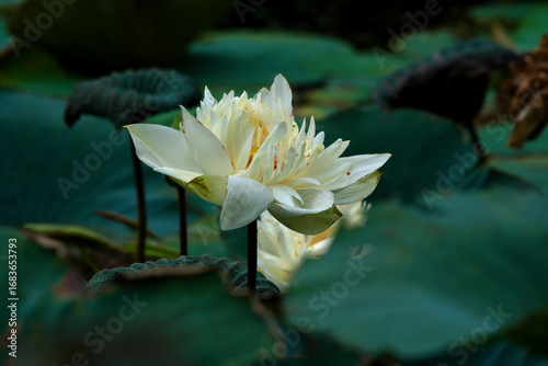 lotus flower garden in a green pond
