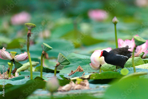 common coot in a lotus flower pond