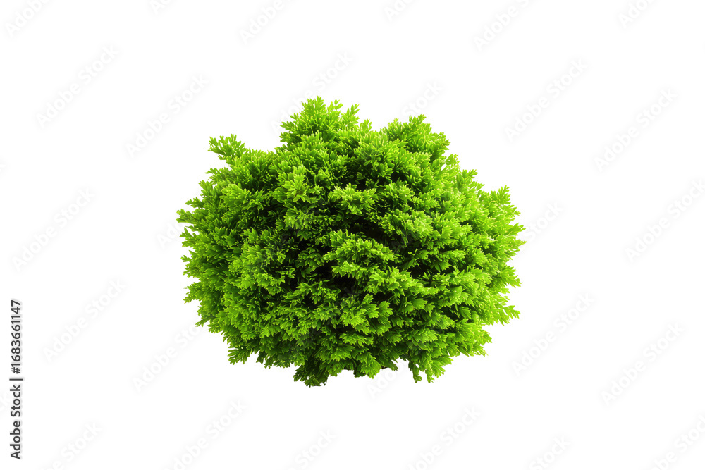 Fototapeta premium Green rounded shrub top view