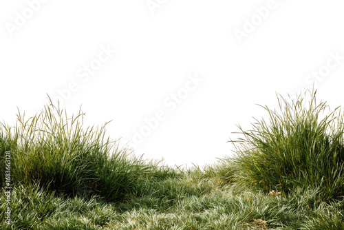 Fototapeta Naklejka Na Ścianę i Meble -  Lush grass field with soft highlights