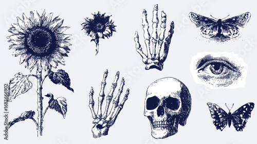 Assorted Ink Illustrations Featuring Sunflower Butterflies Human Skull Eye and Skeleton Hands in Vector Style