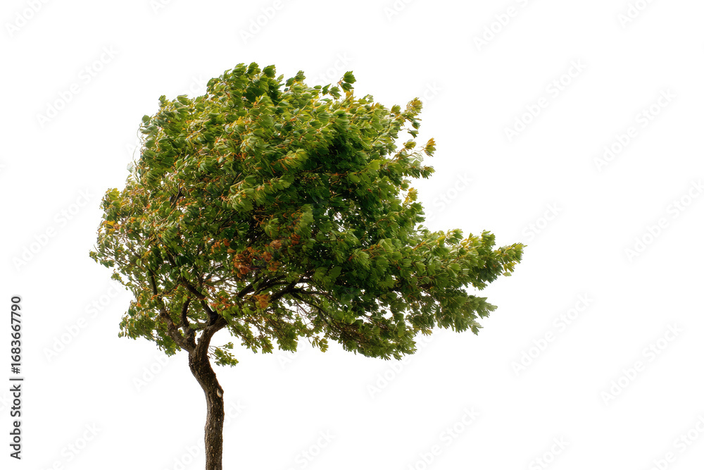 Fototapeta premium Isolated windswept tree