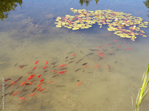 Wallpaper Mural Colorful fishes in the pond Torontodigital.ca
