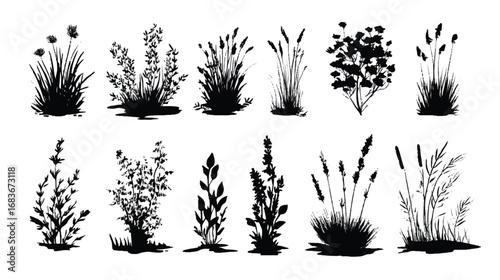 Black botanical silhouettes of grass plants and shrubs for creating natural patterns and designs beautifully isolated