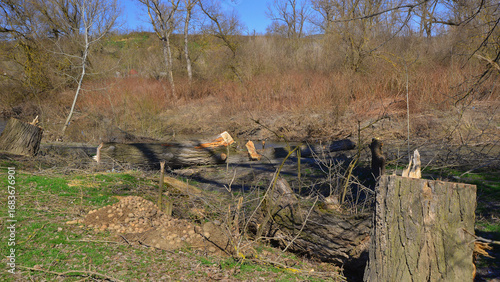 Bilde på lerret Ecological vandalism. Uncontrolled tree felling. Mures River.