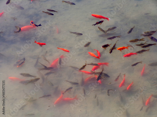 Wallpaper Mural Colorful fishes in the water as a natural background Torontodigital.ca