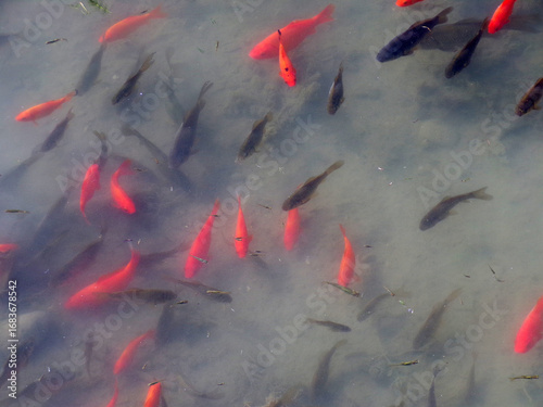 Wallpaper Mural Colorful fishes in the water as a natural background  Torontodigital.ca