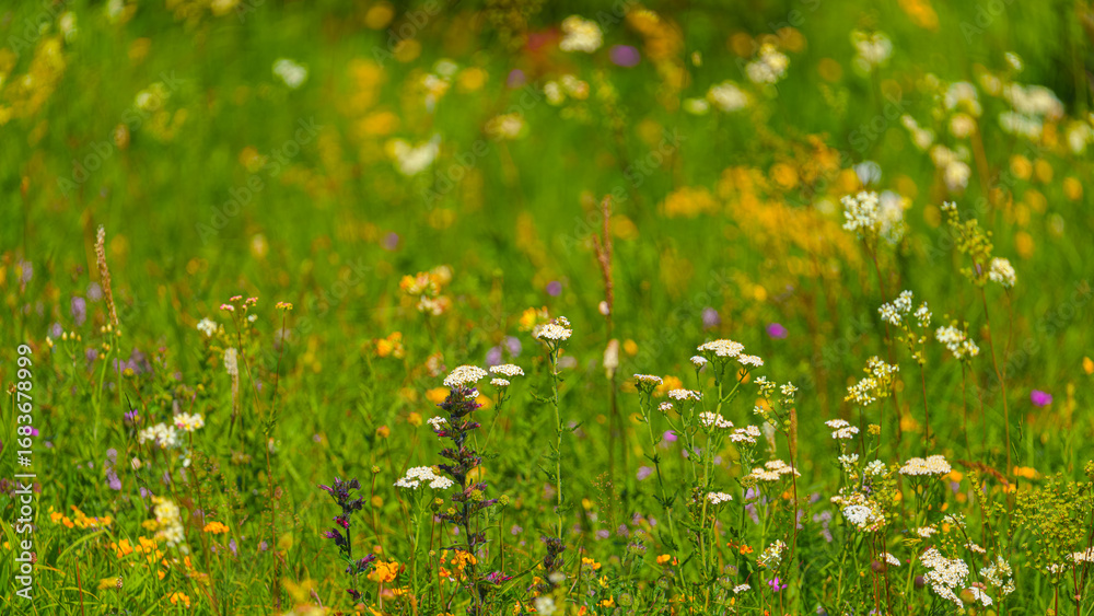 Fototapeta premium A panoramic view of meadow grasses and flowers growing on the Bolshoy Bermamyt plateau, nature, at daytime, Stavropol Krai, Russia