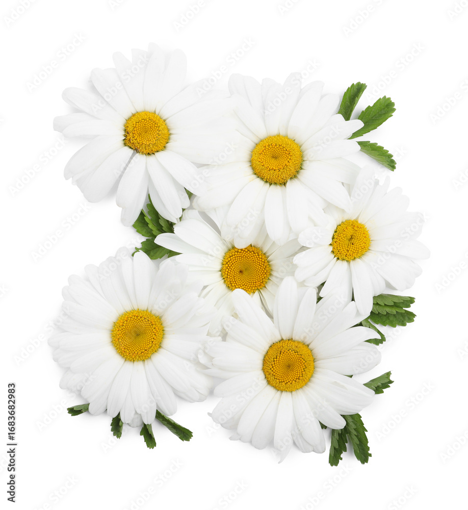 Obraz premium Beautiful chamomile flowers with leaves isolated on white, top view