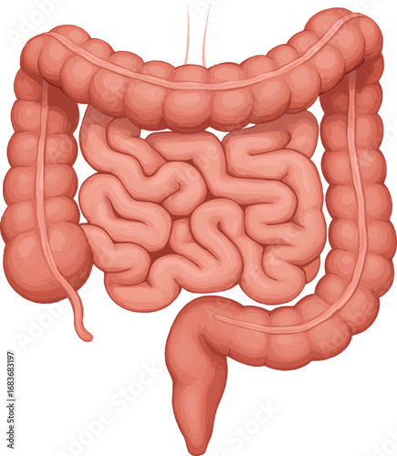 Human Intestines Anatomy Vector