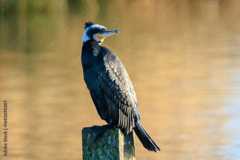 Fototapeta premium Great Cormorant, Phalacrocorax carbo, drying wings